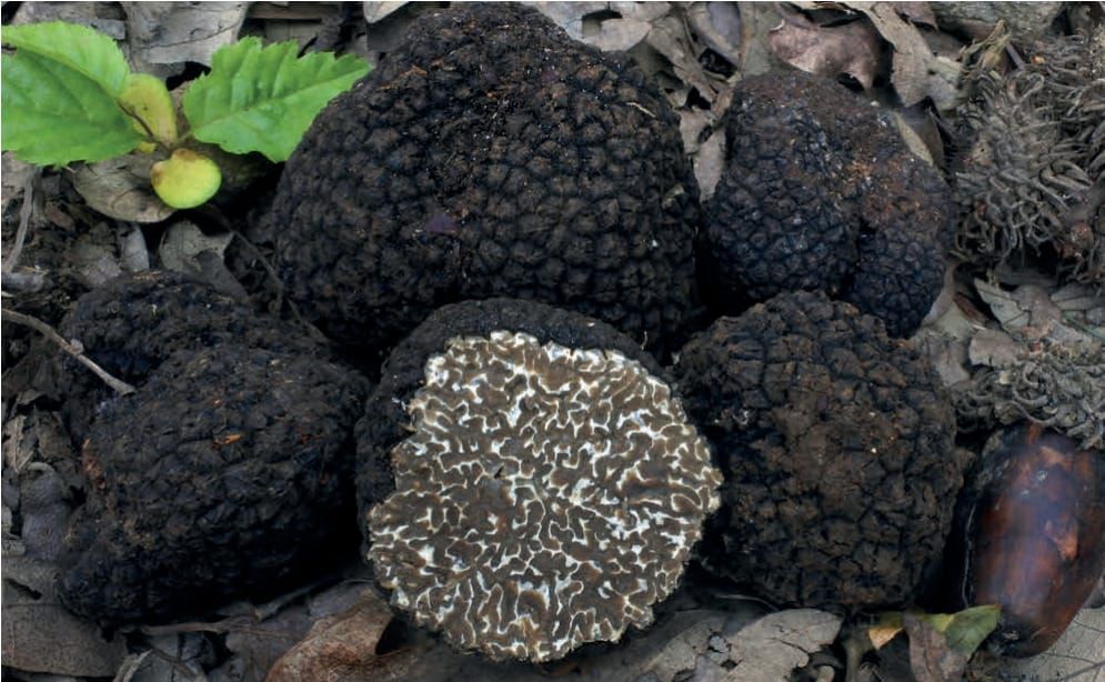 Tuber aestivum f. aestivum