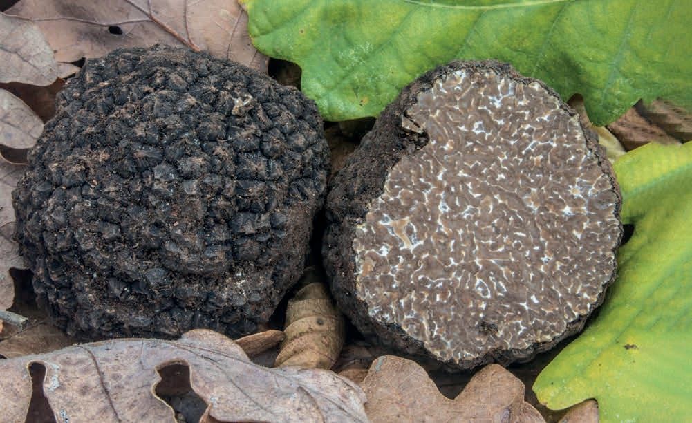 Tuber aestivum f. uncinatum