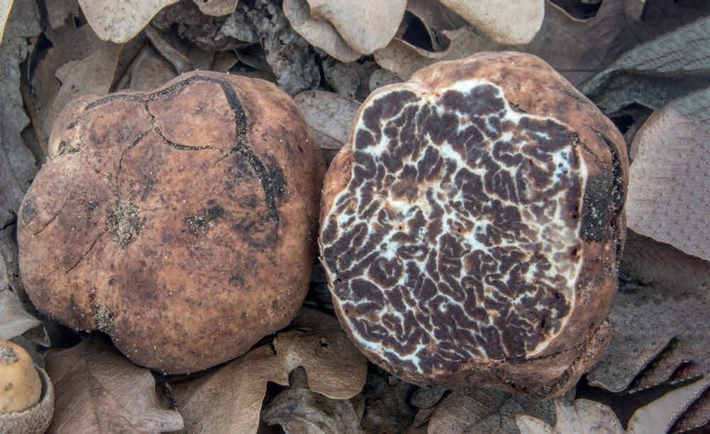 Tuber borchii