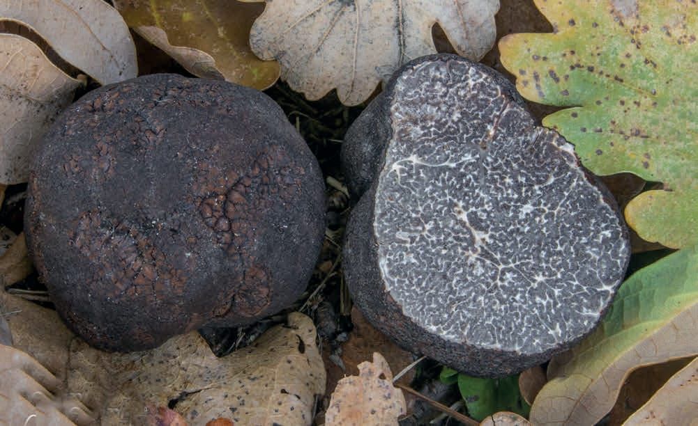 Tuber macrosporum