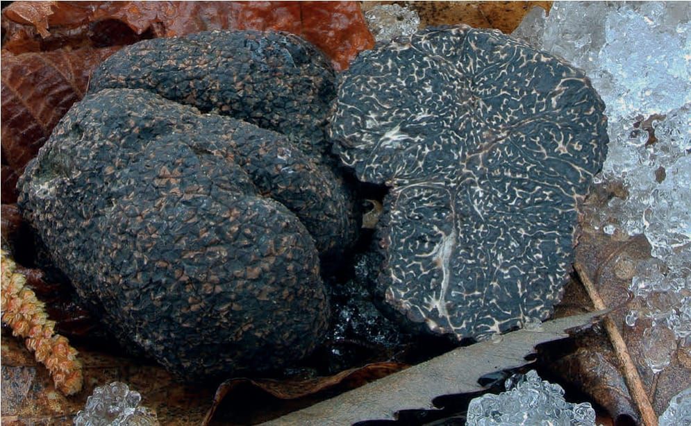 Tuber melanosporum