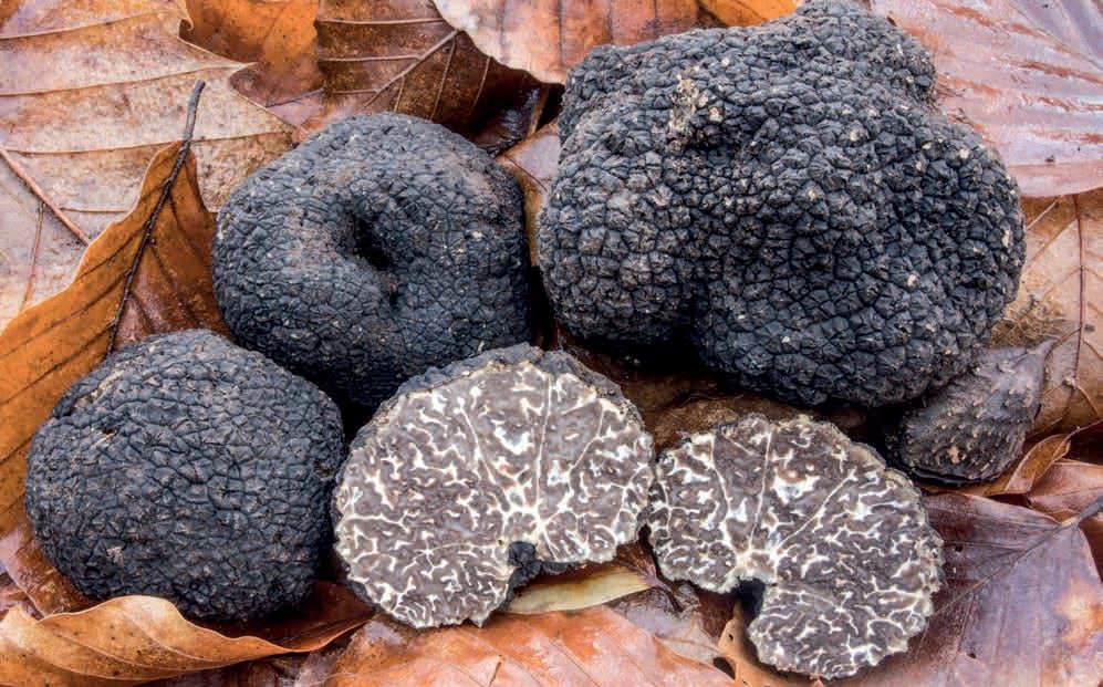 Tuber mesentericum