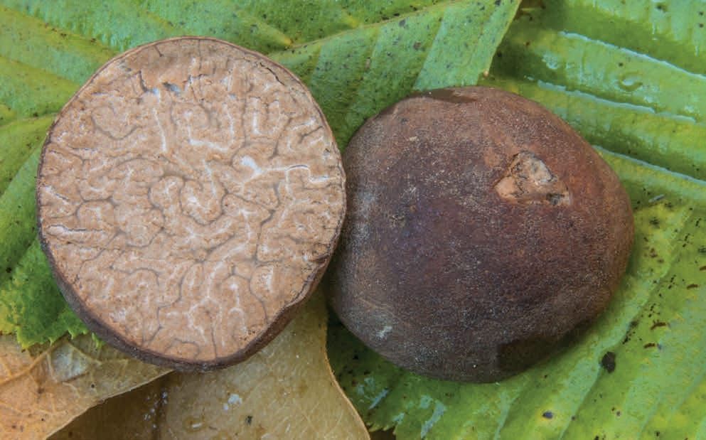 Tuber rufum