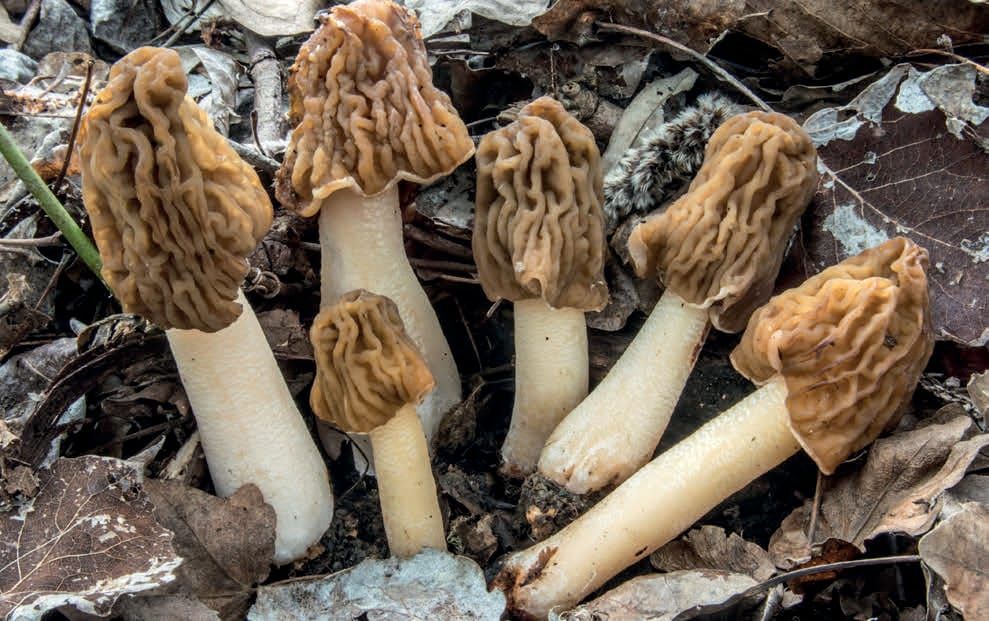 Verpa bohemica