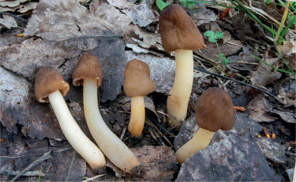 Verpa conica