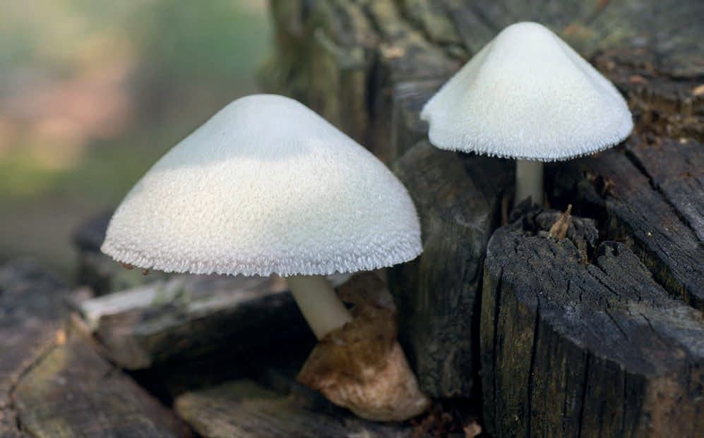 Volvariella bombycina