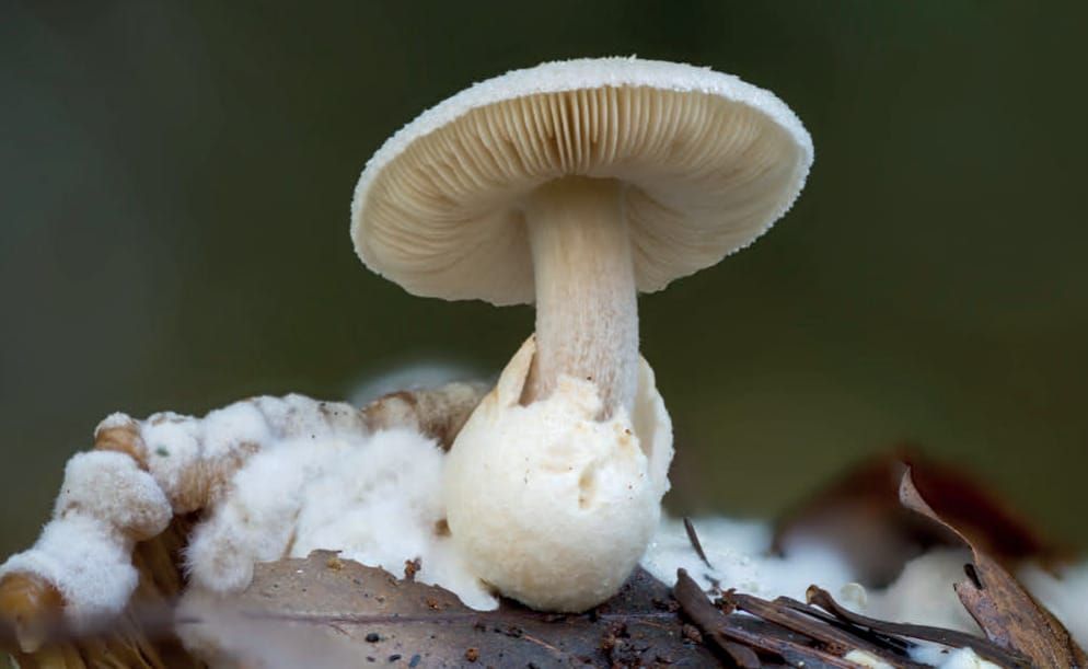 Volvariella surrecta