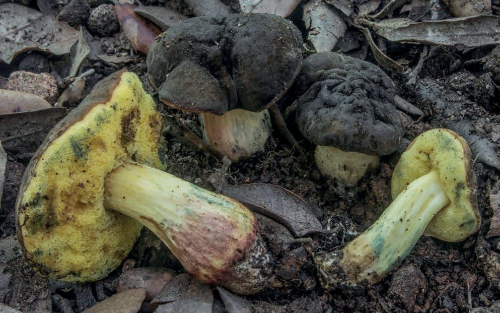 Xerocomellus pruinatus