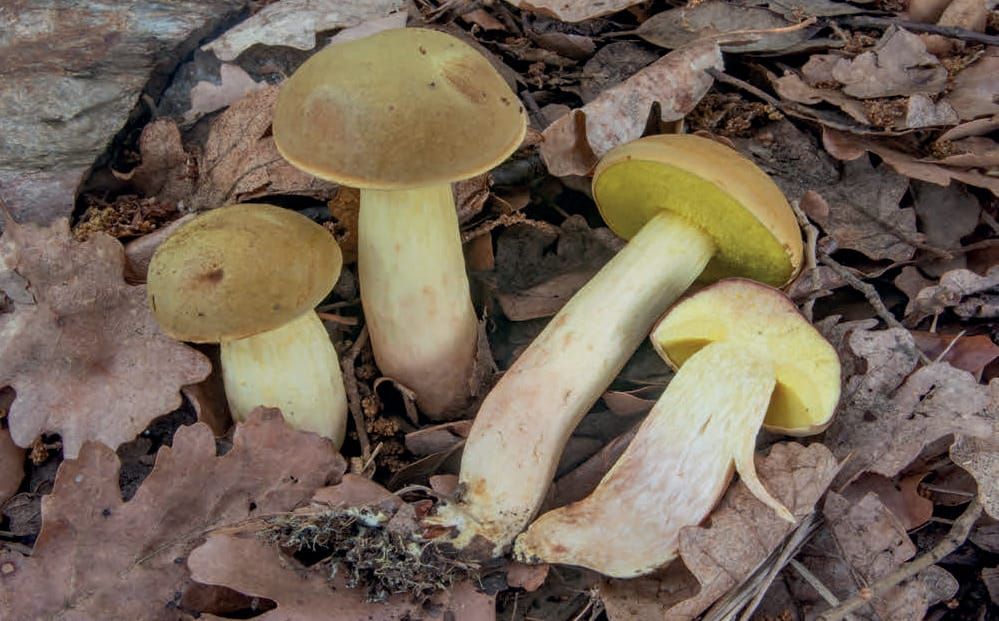 Xerocomus subtomentosus
