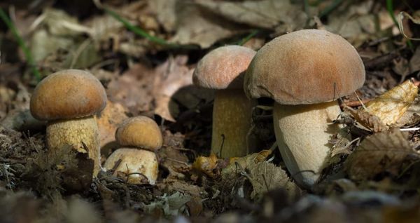 Funghi porcini: a Maggio, il primo assaggio
