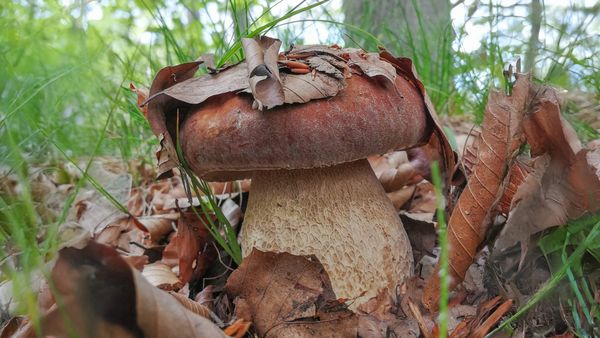 Il porcino dell'estate, Boletus aestivalis