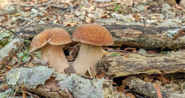 Boletus aestivalis, il porcino estivo, immortalato in una crescita in Appennino nel mese di Luglio.