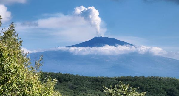 Sul cratere nasce il bosco: funghi e vulcani, una storia inattesa
