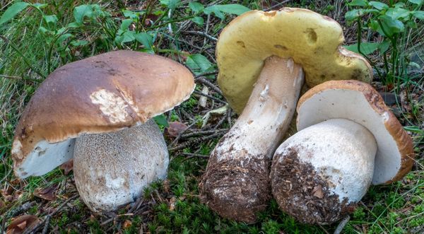 Funghi porcini e pioggia, 3bmeteo