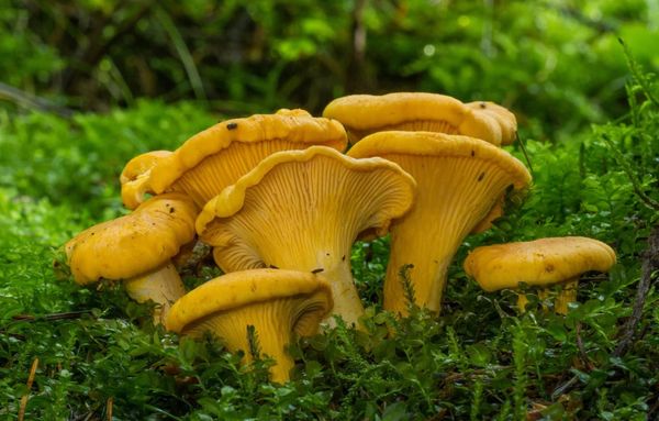 Cantharellus cibarius, il finferlo: il fungo più amato (e sottovalutato) d’Europa