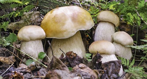 Settembre 2025: sarà davvero il mese dei Funghi? Le mappe