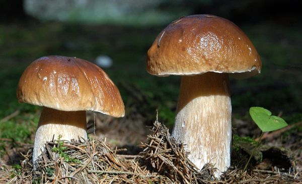 Quando nascono i funghi porcini? La risposta è nei dettagli che spesso ignoriamo