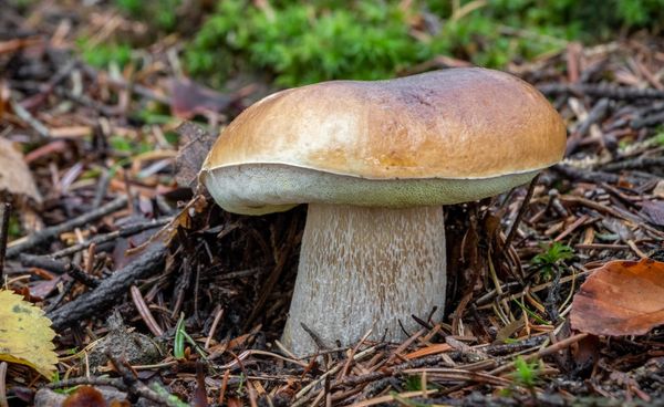 Ferragosto e funghi: quando la pioggia era un rito (e il porcino un presagio)