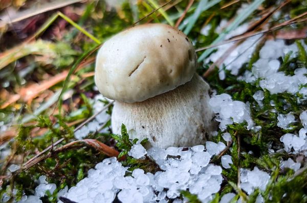 Funghi e grandine: amici o nemici?