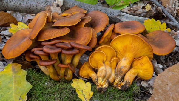 Il fungo dell'olivo, Omphalotus olearius: fascino che avvelena