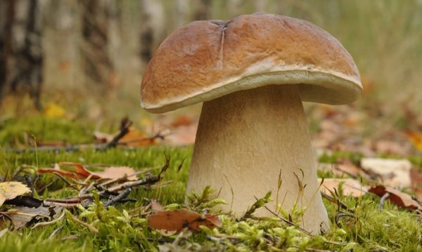 Perché l’acqua è la chiave segreta della nascita dei funghi