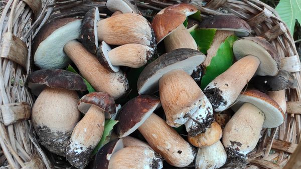 Il tempo dei funghi porcini: tre domande per leggere il bosco