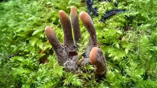 I funghi di Halloween: tra scienza e suggestione