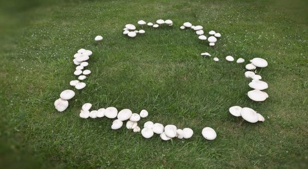 Quando i funghi nascono "ad anelli": cosa sono i cerchi delle streghe?