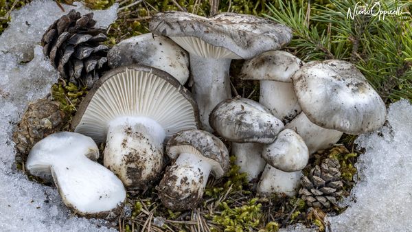 Il fungo dormiente o marzuolo: meraviglia del disgelo