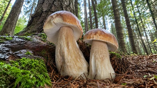 Caldo anomalo e funghi porcini: quando le temperature "esagerano"