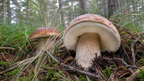 Funghi a luglio: il segreto è leggere pioggia e vento