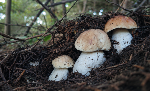 Nubifragi dopo il grande caldo: quando nasceranno i funghi?
