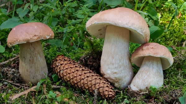 Porcini a sorpresa di fine agosto: quali stanno nascendo, dove e perché