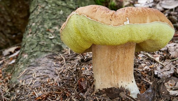 Siccità, caldo estremo e funghi: che cosa accade (e accadrà)