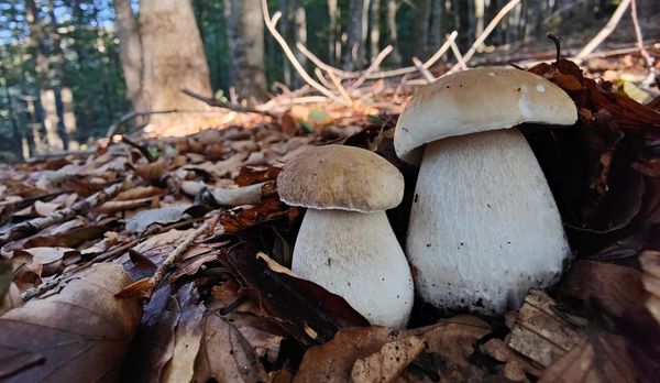 Funghi a settembre: è davvero il mese d’oro?