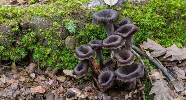 Il corno dell'abbondanza o "trombetta", Craterellus cornucopioides