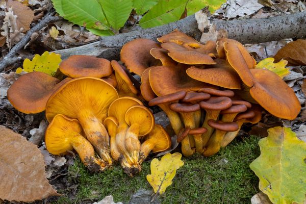 Il fungo dell'olivo, Omphalotus olearius: fascino che avvelena