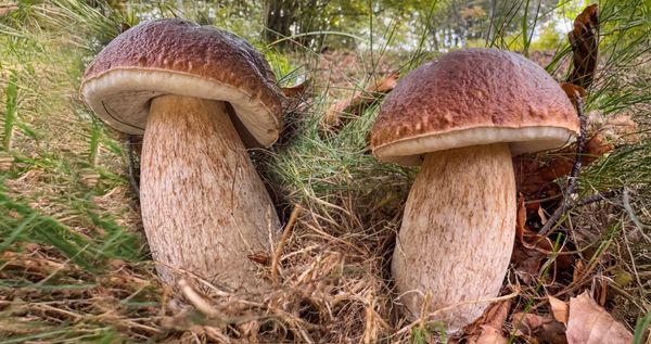 Fine ottobre e il bosco è ancora verde: che cosa ci raccontano i funghi?