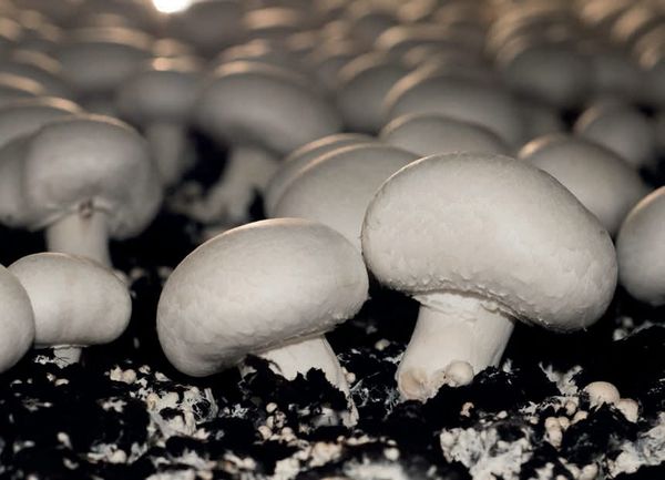 Agaricus bisporus
