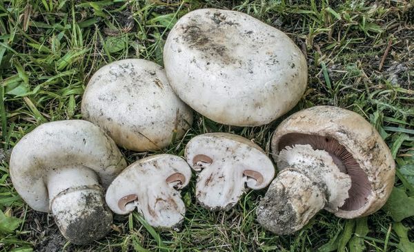 Agaricus bitorquis