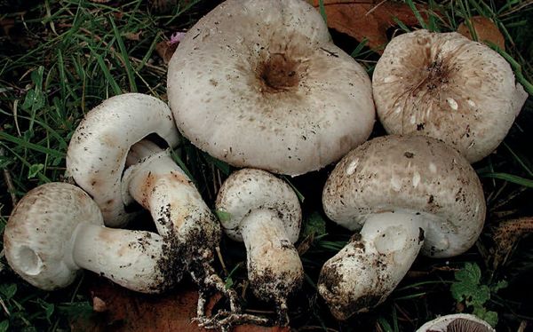 Agaricus bresadolanus