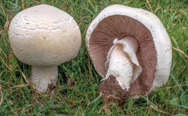 Agaricus crocodilinus