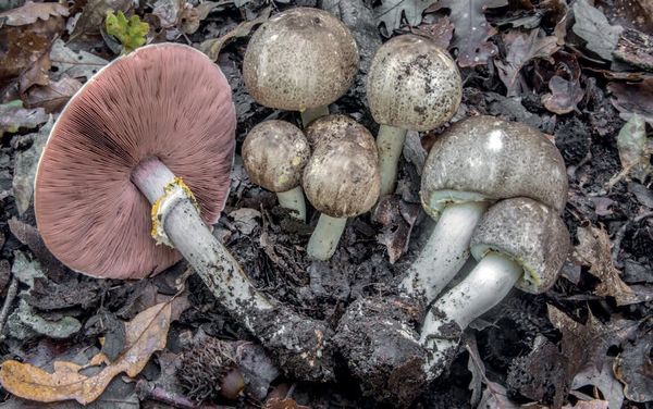 Agaricus moelleri