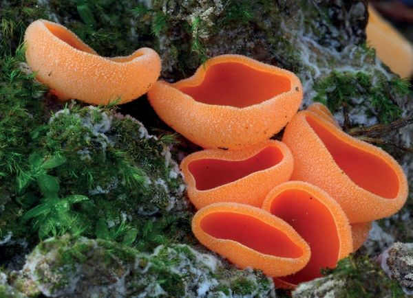 Aleuria aurantia