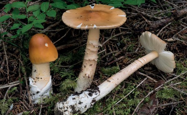 Amanita crocea