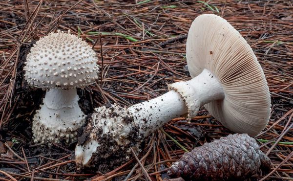 Amanita echinocephala