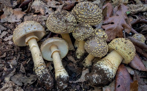 Amanita franchetii