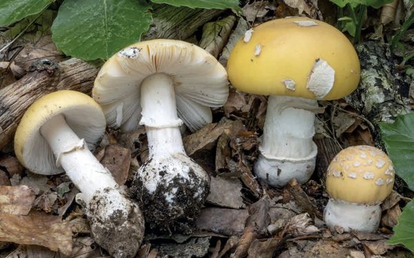 Amanita gemmata