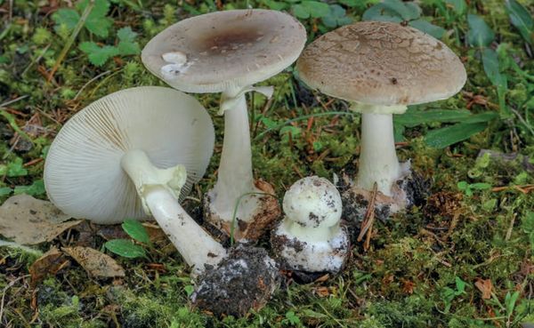 Amanita intermedia