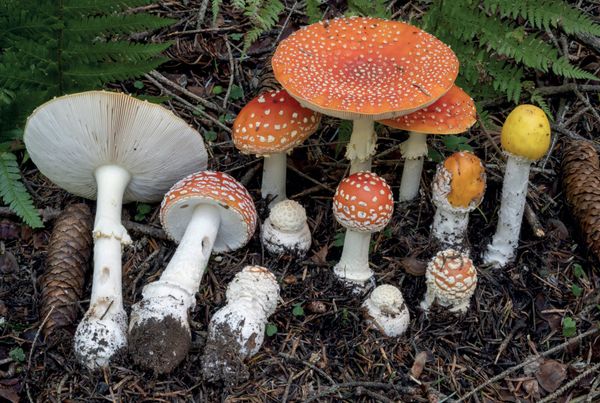 Amanita muscaria